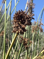 Typhaceae