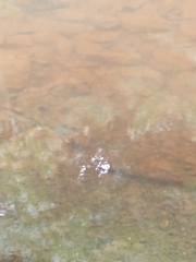 Nerodia sipedon