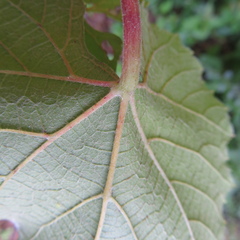 Vitis aestivalis