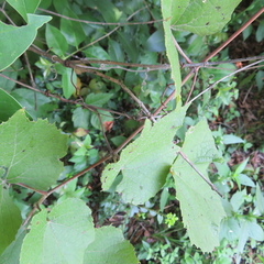 Vitis aestivalis