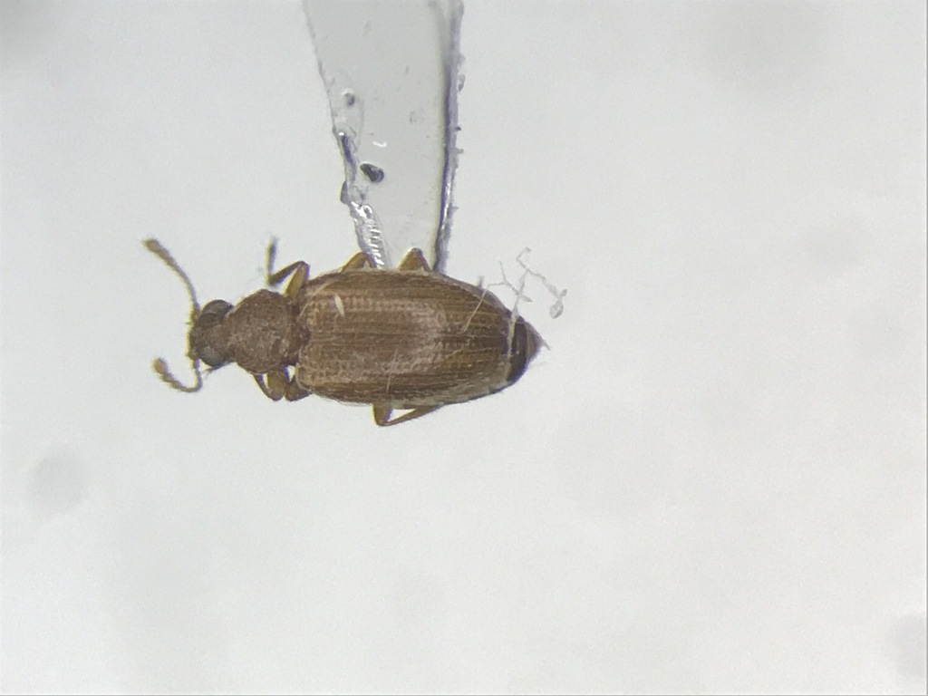 Melanophthalma pumila