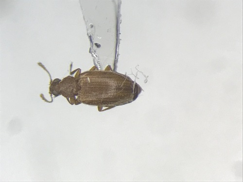 Melanophthalma pumila