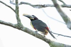 Pteroglossus castanotis