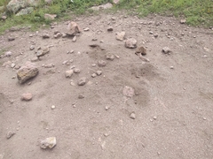 Pogonomyrmex barbatus