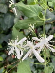 Clematis flammula