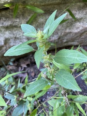 Acalypha