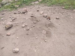 Pogonomyrmex barbatus