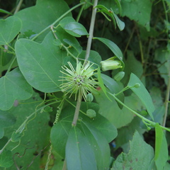Passiflora lutea