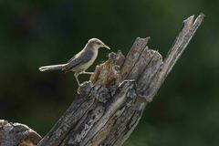 Campylorhynchus turdinus