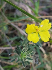 Hibbertia australis
