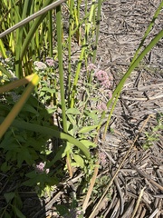 Pluchea odorata odorata