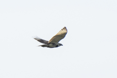 Buteo nitidus