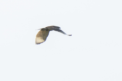 Buteo nitidus