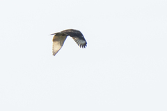 Buteo nitidus