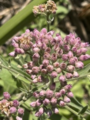 Pluchea odorata odorata