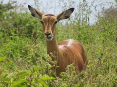 Aepyceros melampus melampus