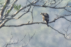 Buteo nitidus