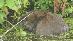 Ondatra zibethicus zibethicus