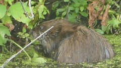 Ondatra zibethicus zibethicus