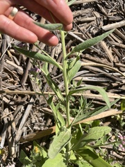 Pluchea odorata odorata