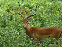Aepyceros melampus melampus