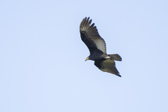 Cathartes melambrotus