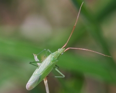 Trigonotylus caelestialium