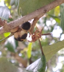 Disholcaspis quercusvirens