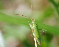 Trigonotylus caelestialium
