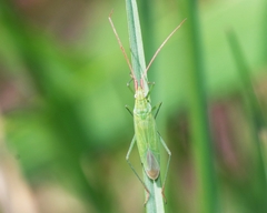 Trigonotylus caelestialium