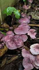 Mycena pura