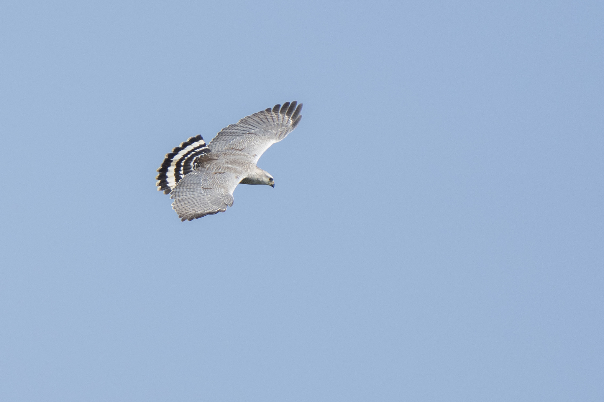 Grey-lined Hawk illustration