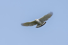 Buteo nitidus