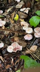 Mycena pura