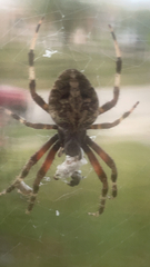 Neoscona domiciliorum