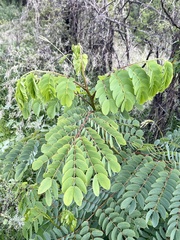 Albizia occidentalis