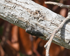 Chrysobothris megacephala