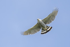 Buteo nitidus