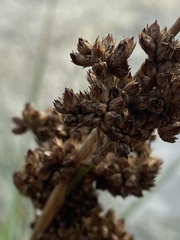 Juncus inflexus