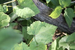 Vitis vulpina