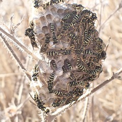 Polistes gallicus