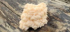 Hericium