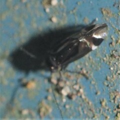 Psocidae