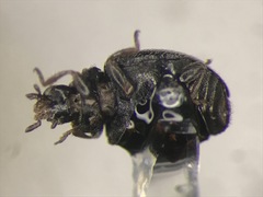 Scymnus abbreviatus