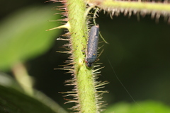 Paraulacizes irrorata