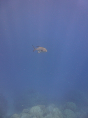 Trachinotus blochii