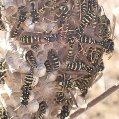 Polistes gallicus