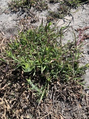 Dichanthelium acuminatum