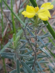 Hibbertia australis