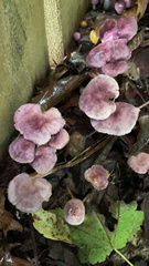 Mycena pura